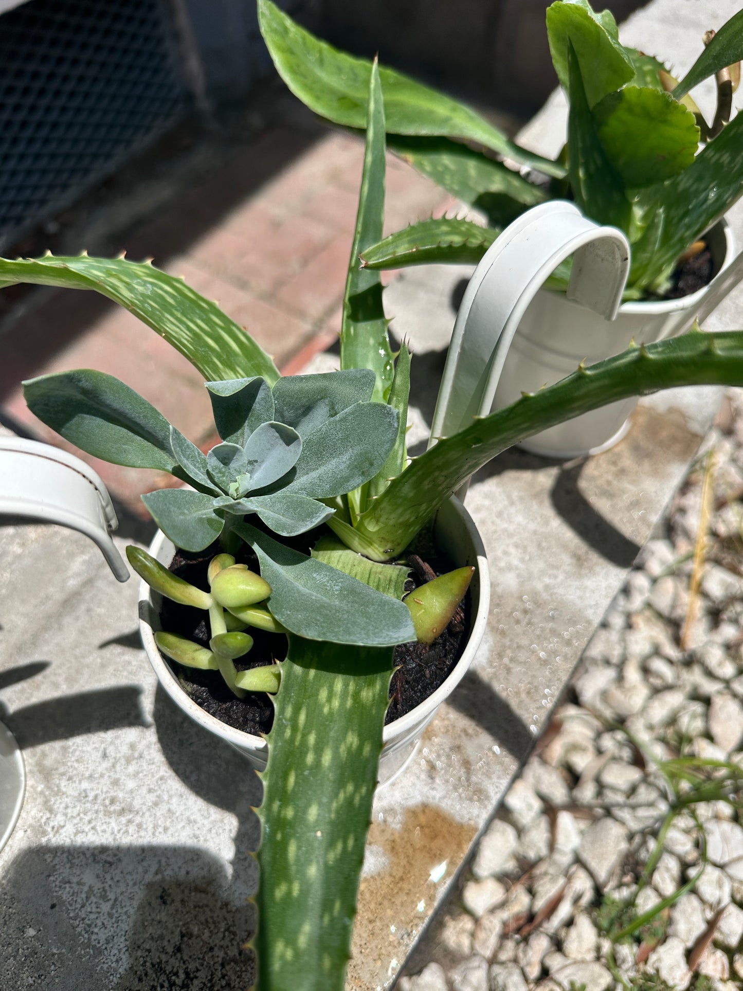 Artisan Succulent Trio Bucket